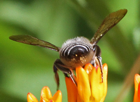 Flat-tailed Leafcutter Bee